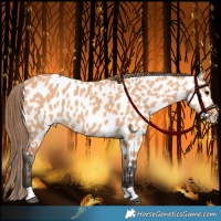 Horse Color:Bay Dun Appaloosa 