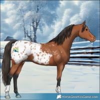 Horse Color:Bay Appaloosa 