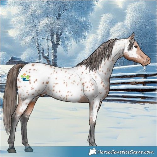 Horse Color:Bay Appaloosa 