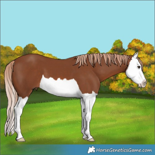Horse Color:Chestnut Splash 