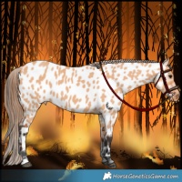 Horse Color:Bay Dun Near Leopard 