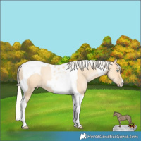 Horse Color:Silver Amber Champagne Pearl Dun Tobiano 
