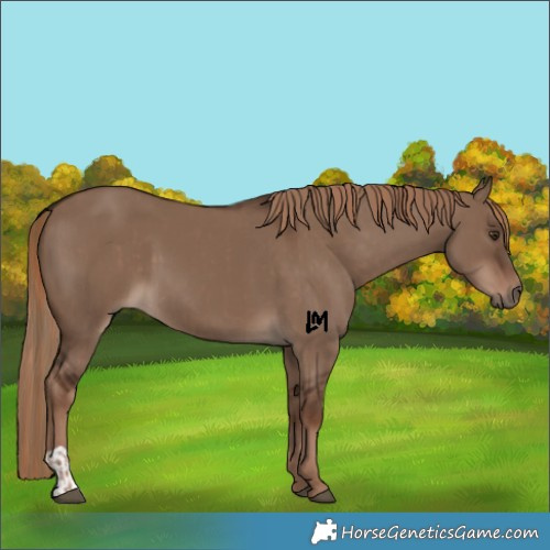 Horse Color:Liver Red Dun and Liver Red Dun