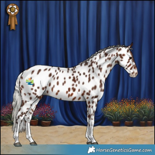 Horse Color:Silver Brown Tobiano Appaloosa 