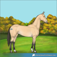 Horse Color:Buckskin 