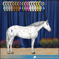 Horse Color:White Spotted Silver Black Appaloosa 