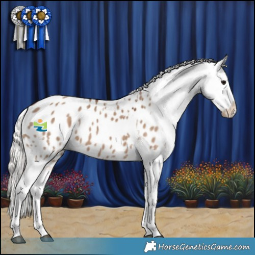 Horse Color:White Spotted Silver Grullo Appaloosa 