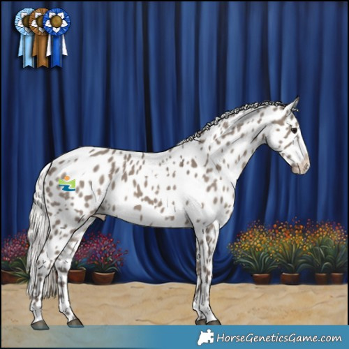 Horse Color:White Spotted Silver Grullo Appaloosa 