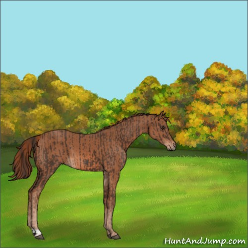 Horse Color:Liver Chestnut  and Chestnut 