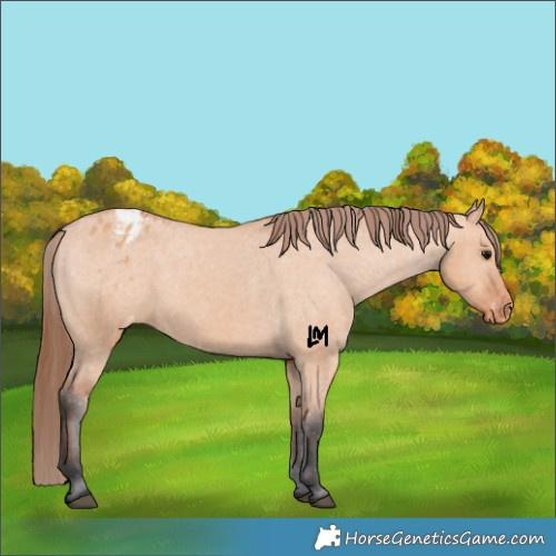 Horse Color:Bay Dun Appaloosa
