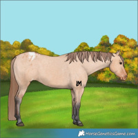 Horse Color:Bay Dun Appaloosa