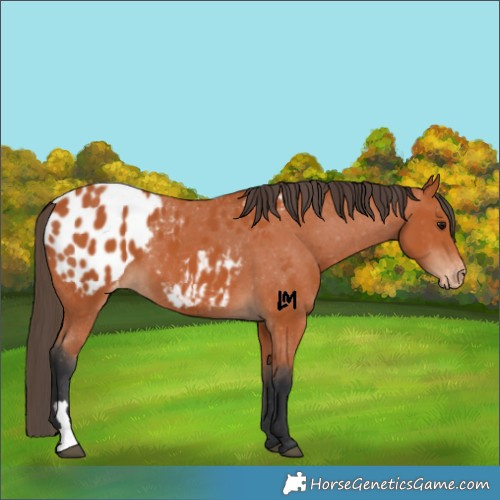 Horse Color:Bay Appaloosa