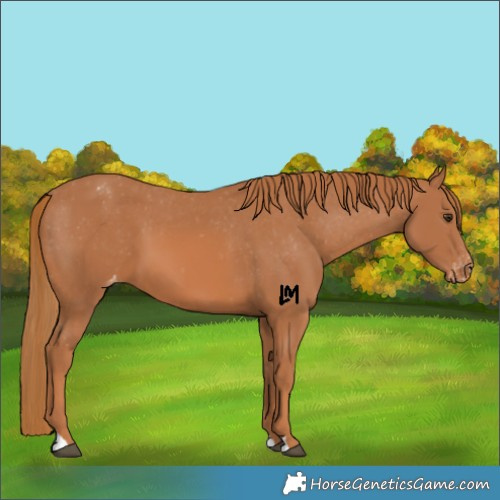 Horse Color:Chestnut Appaloosa