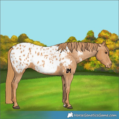 Horse Color:Chestnut Appaloosa