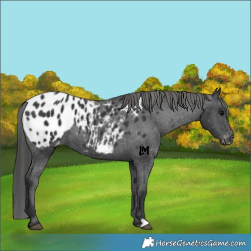 Horse Color:Black Appaloosa