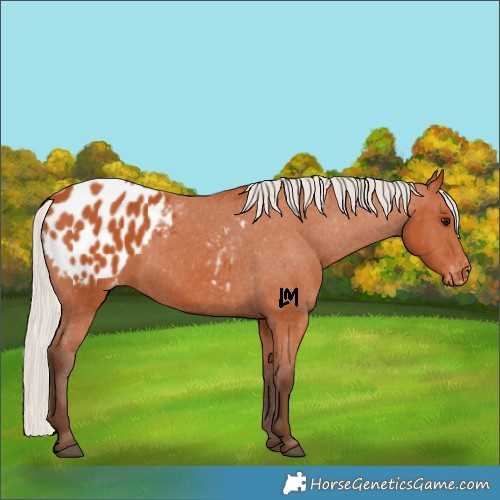 Horse Color:Silver Bay Appaloosa 