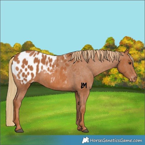 Horse Color:Chestnut Appaloosa