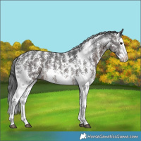 Horse Color:Brown Sabino Splash Rabicano 