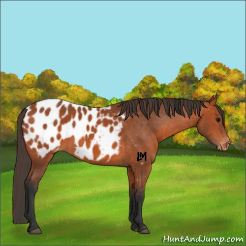 Horse Color:Bay Appaloosa