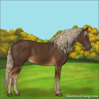 Horse Color:Chocolate Palomino
