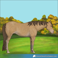 Horse Color:Classic Cream Champagne