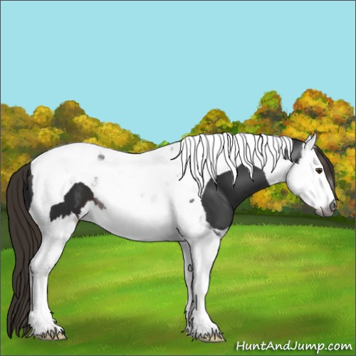 Horse Color:Gray Liver Chestnut Splash Tobiano