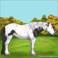 Horse Color:Gray Liver Chestnut Splash Tobiano 