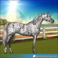 Horse Color:Liver Chestnut Rabicano  and Gray Liver Chestnut Rabicano 