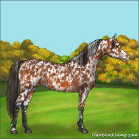Horse Color:Bay  and Bay Leopard 