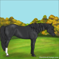 Horse Color:Black 
