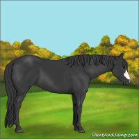 Horse Color:Black 