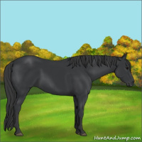 Horse Color:Black 