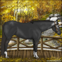 Horse Color:Gray Liver Chestnut  and Gray Liver Chestnut 