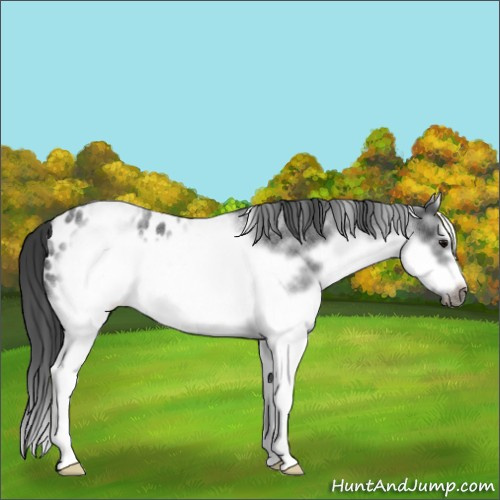 Horse Color:White Spotted Blue Roan Splash Frame Appaloosa