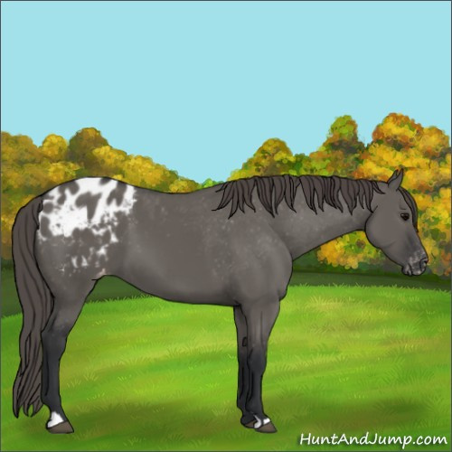 Horse Color:Grullo Appaloosa 