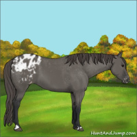 Horse Color:Grullo Appaloosa 