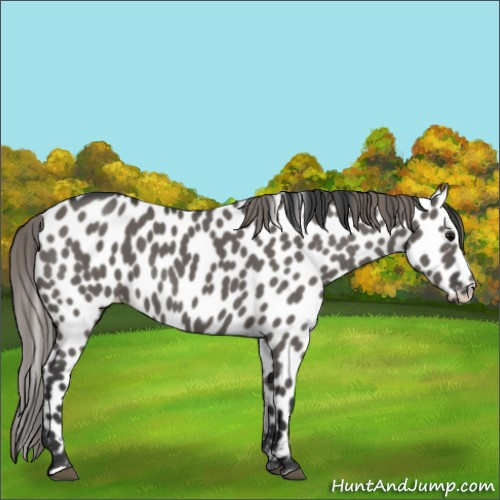 Horse Color:Grullo Appaloosa 