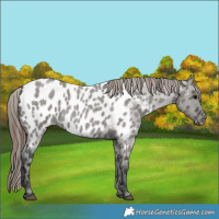 Horse Color:Grullo Roan Appaloosa 