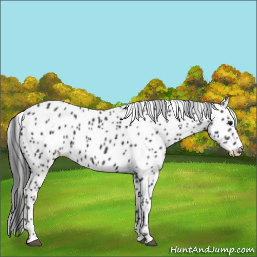 Horse Color:Black Appaloosa 