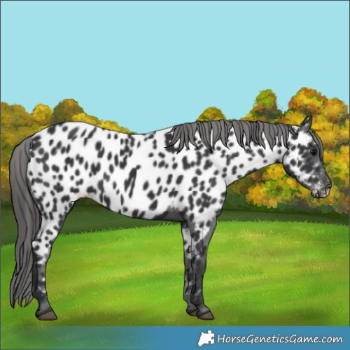 Horse Color:Black Appaloosa 