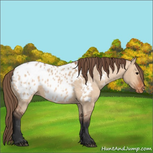 Horse Color:Bay Dun Appaloosa 