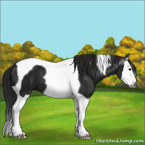 Horse Color:Gray Black Splash Tobiano 