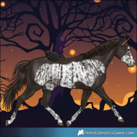 Horse Color:Liver Chestnut  and Liver Chestnut Frame 