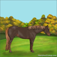 Horse Color:Liver Chestnut  and Liver Chestnut 
