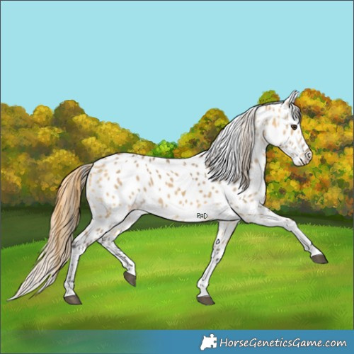 Horse Color:Buckskin Dun Tobiano Appaloosa 