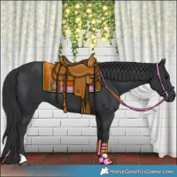 Horse Color:Black 