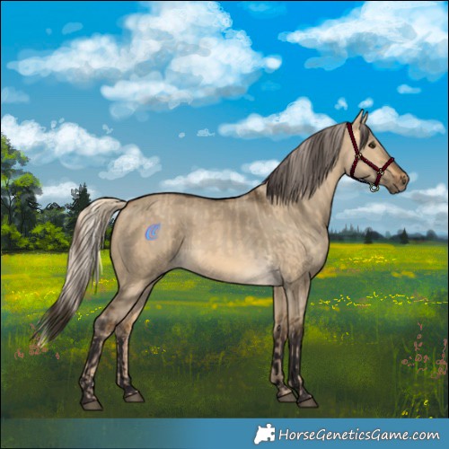 Horse Color:Chocolate Palomino Dun  and Buckskin Dun 