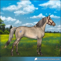 Horse Color:Chocolate Palomino Dun  and Buckskin Dun 