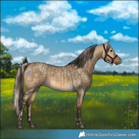 Horse Color:Chocolate Palomino Dun  and Buckskin Dun 