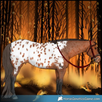 Horse Color:Bay Appaloosa 